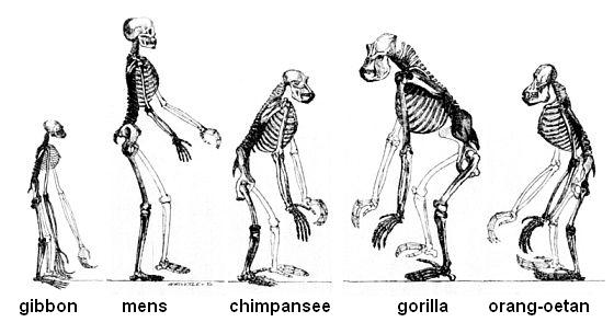 Evolutie - De mens chimpansee