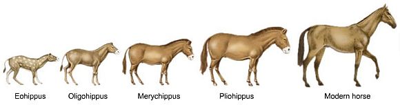Bildresultat för horse evolution