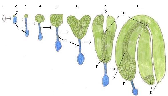 plant embryo diagram