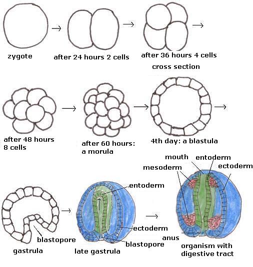 Embryology - Plant and animal