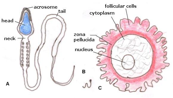 human egg cell visible