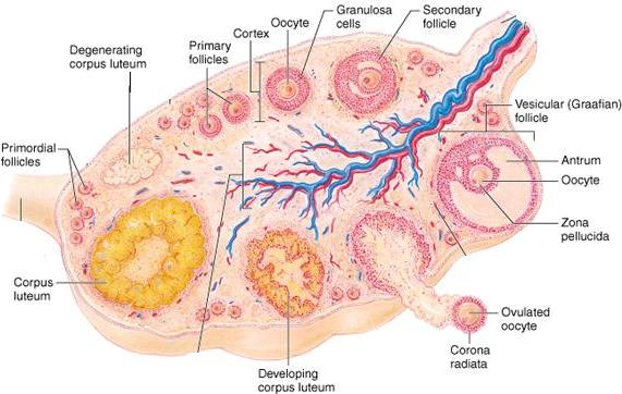 human egg cell visible