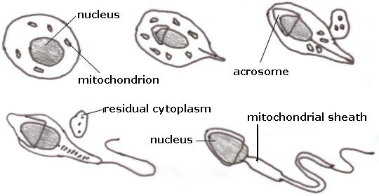 human egg cell visible