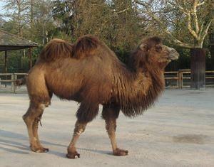 kameel lange nek