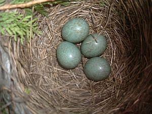 nest